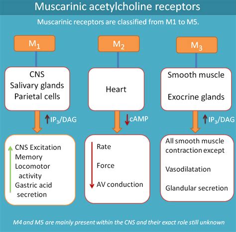 muscarinic receptors|muscarinic receptor locations.